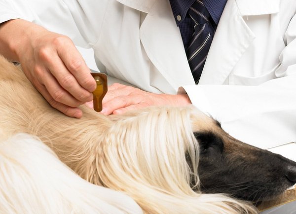 Show full view: Dermoscent Essential 6 Spot-On Medium Breed Dog Skin Care Treatment, 4 count slide 6 of 8