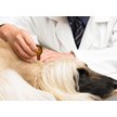 Show in main carousel: Dermoscent Essential 6 Spot-On Medium Breed Dog Skin Care Treatment, 4 count slide 6 of 8