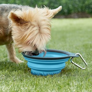 Dexas Popware for Pets Collapsible Travel Non-Skid Silicone Dog & Cat Bowl with Carabiner, Blue, 1-cup