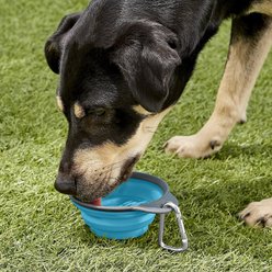 Dexas Popware for Pets Collapsible Travel Non-Skid Silicone Dog & Cat Bowl with Carabiner, Blue, 2-cup slide 2 of 4