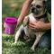 Show in main carousel: Dexas Popware for Pets Dexas MudBuster Portable Dog Paw Cleaner, Fuchsia, Petite slide 2 of 5