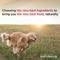 Show in main carousel: Diamond Naturals Beef Meal & Rice Formula Adult Dry Dog Food, 80-lb bundle slide 9 of 10