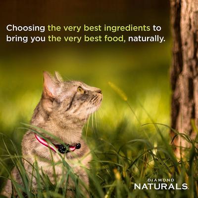 Show full view: Diamond Naturals Kitten Formula Dry Cat Food, 12-lb bundle  slide 8 of 9