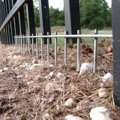 Dig Defence No-Dig Large Dog Barrier, 10-in, 10-pack slide 2 of 8