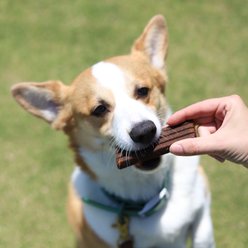 Diggin' Your Dog Firm Up! Pumpkin Bars Digestive Aid Dehydrated Dog Treats, 12.6-oz, pack of 6 slide 2 of 4