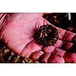 Show in main carousel: Dimples Horse Treats Molasses Horse Treats, 3-lb slide 2 of 10