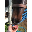 Show in main carousel: Dimples Horse Treats Molasses Horse Treats, 3-lb slide 8 of 10
