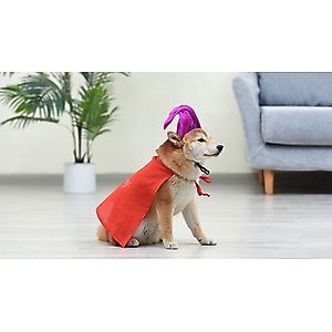 Disney Hocus Pocus Halloween Mary Sanderson Cape & Pet Wig Dog Costume with PVC Bag & Insert Card, Medium