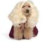 Show in main carousel: Disney Hocus Pocus Halloween Sarah Sanderson Cape & Pet Wig Dog Costume with PVC Bag & Insert Card, Large slide 1 of 7