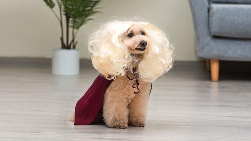 Show full view: Disney Hocus Pocus Halloween Sarah Sanderson Cape & Pet Wig Dog Costume with PVC Bag & Insert Card, Large slide 6 of 7