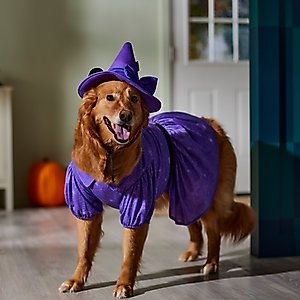 Disney Minnie Mouse Witch Dog & Cat Costume, Medium