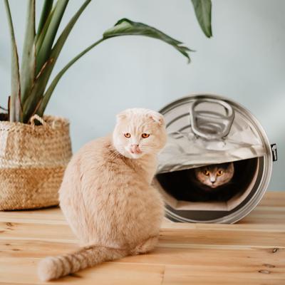 Show full view: District 70 CAN Perfect Hiding Spot Funny Cat Scratcher, Grey slide 6 of 10