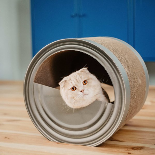 District 70 CAN Perfect Hiding Spot Funny Cat Scratcher, Grey