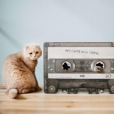 Show full view: District 70 MIXTAPE Retro Cardboard Cat Scratcher, Large, Black slide 6 of 9