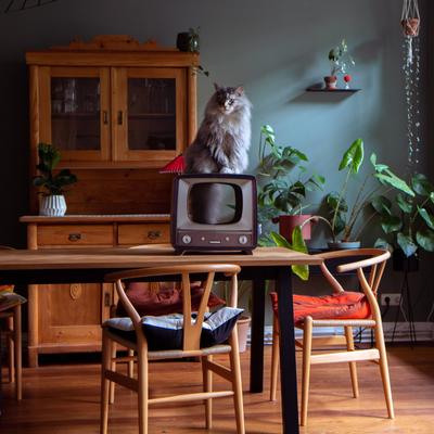 Show full view: District 70 TELLY Retro Design Cat Scratcher, Brown slide 7 of 9