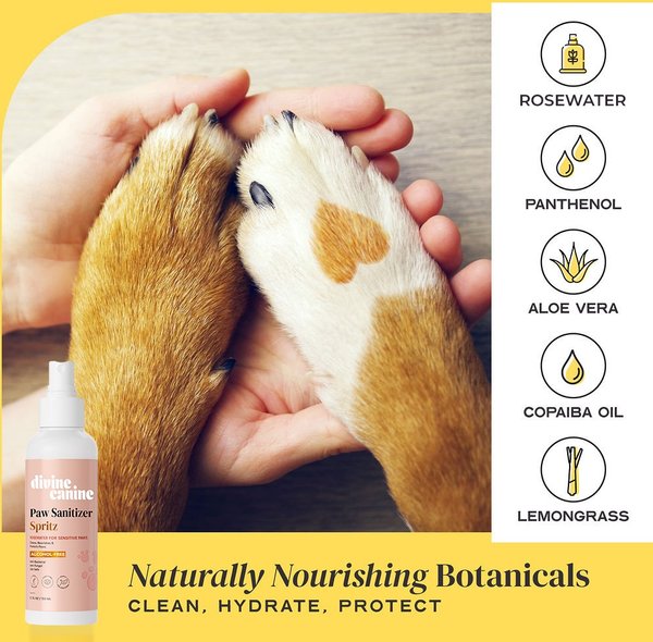 Show full view: Divine Canine Rosewater-Infused Paw Sanitizer Spritz, Anti-Bacterial & Anti-Fungal Alchohol-Free Dog Paw Cleaner, 5.1-fl oz spray slide 2 of 9