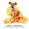 Show in main carousel: Divine Canine Super Soft Heavenly Honey & Coconut Milk Dog Shampoo, 13.5-fl oz bottle slide 7 of 10