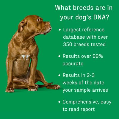 Show full view: DNA My Dog Essential Breed Identification Test slide 5 of 13