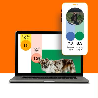 Show full view: DNA My Dog Premium Breed Identification Test slide 7 of 11