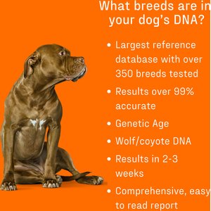DNA My Dog Premium Breed Identification Test