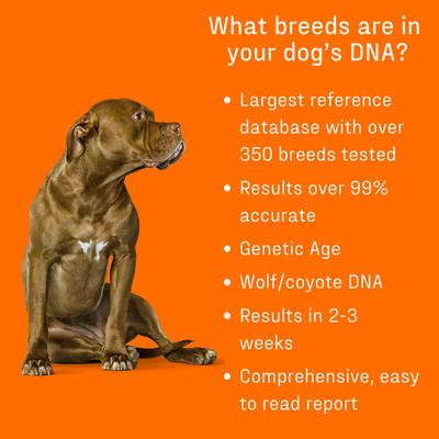 Show full view: DNA My Dog Premium Breed Identification Test slide 5 of 11