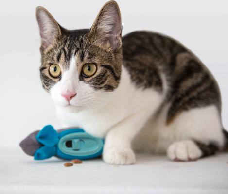 Show full view: Doc & Phoebe's Cat Co. The Hunting Snacker Interactive Cat Treat Toy, Blue slide 4 of 10