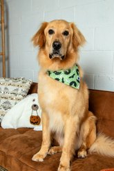Dog Bandana Co. Boo & Bat Tie On Reversible Dog Bandana, Green, Small slide 2 of 4