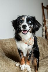Dog Bandana Co. Fall Crochet Tie On Reversible Dog Bandana, Orange, Small slide 2 of 5