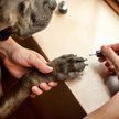 Show in main carousel: Dog Fashion Spa Nail Polish, Happy Paw Hot Pink slide 2 of 4