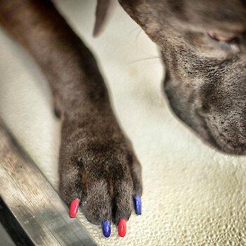 Show full view: Dog Fashion Spa Nail Polish, Sexy Paw Red slide 3 of 5
