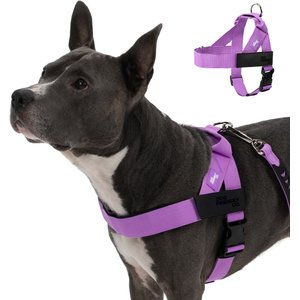 Dog Friendly Co. Adjustable Neck & Chafe Resistant Dog Harness, Purple, Large