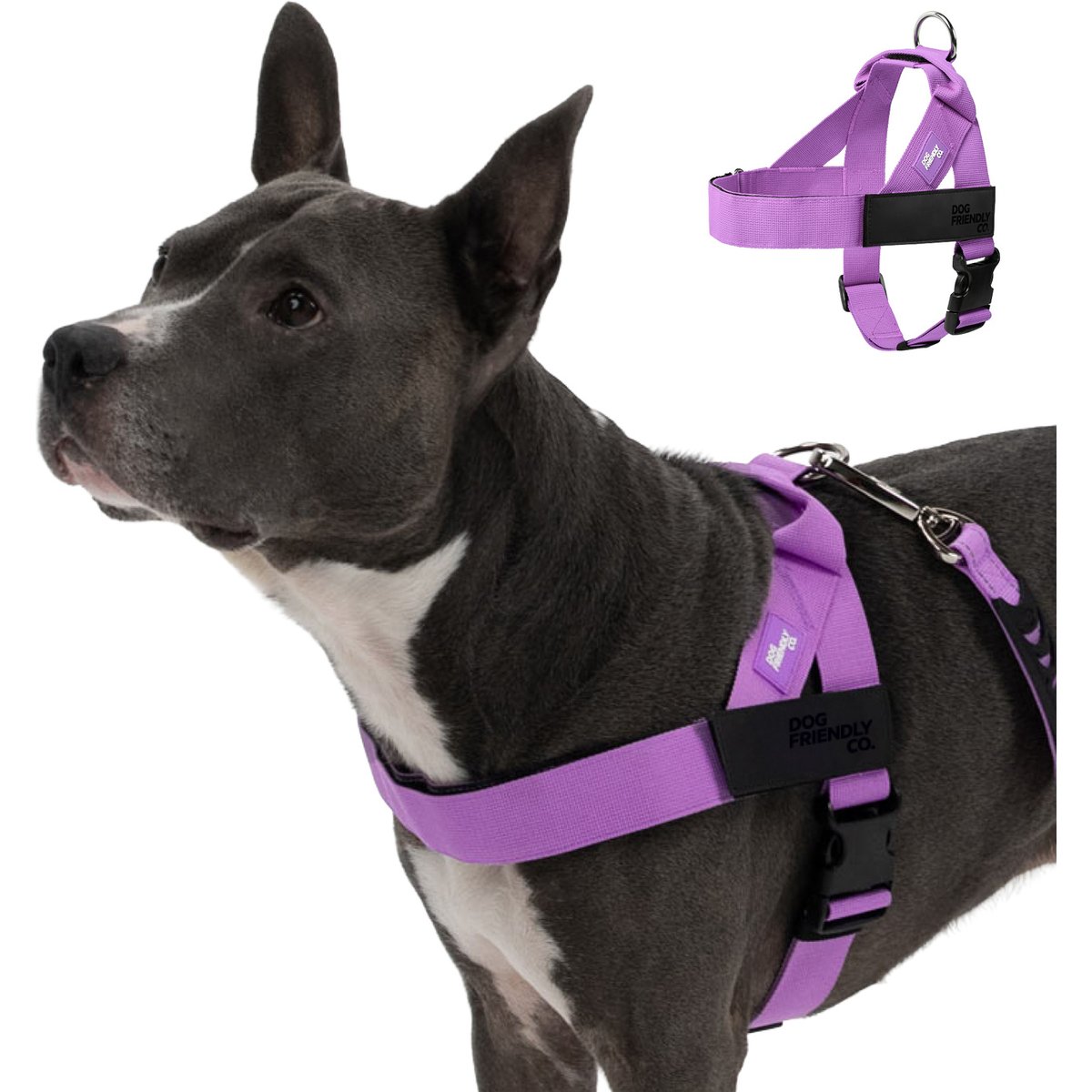 Dog Friendly Co. Adjustable Neck & Chafe Resistant Dog Harness, Purple, X-Large
