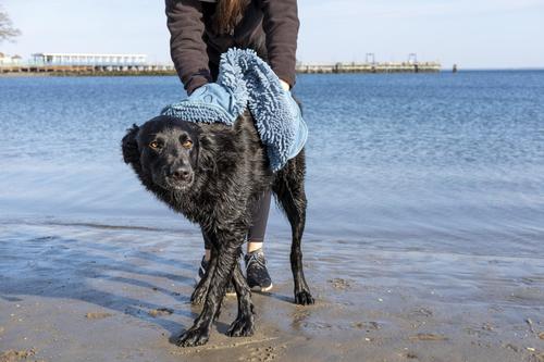 Show full view: Dog Gone Smart Dirty Dog Microfiber Shammy Towel, Pacific Blue, 31 x 13-in slide 5 of 9