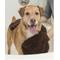 Show in main carousel: Dog Gone Smart Dirty Dog Microfiber Shammy Towel, Brown, 31 x 13-in slide 3 of 5