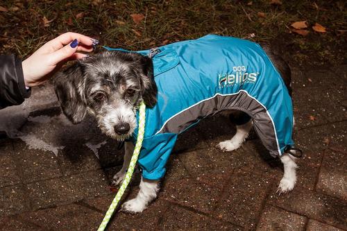 Show full view: Dog Helios Blizzard Full-Bodied Reflective Dog Jacket, Blue, Small slide 8 of 12