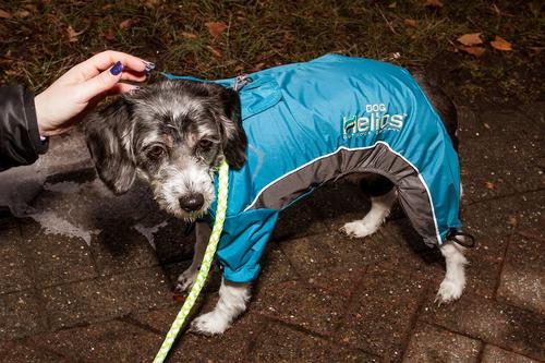 Show full view: Dog Helios Blizzard Full-Bodied Reflective Dog Jacket, X-Large, Blue slide 6 of 10