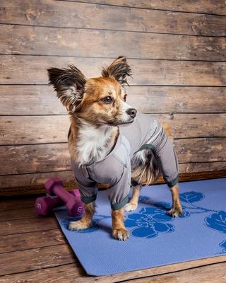 Show full view: Dog Helios Namastail Lightweight 4-Way Stretch Performance Yoga Dog & Cat Hoodie Tracksuit, Grey, X-Large slide 4 of 7