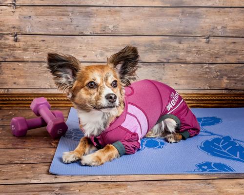 Show full view: Dog Helios Namastail Lightweight 4-Way Stretch Performance Yoga Dog & Cat Hoodie Tracksuit, Pink, Large slide 4 of 6
