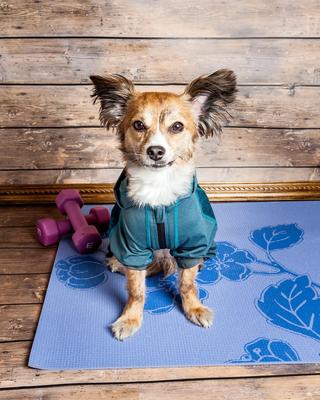 Show full view: Dog Helios Namastail Lightweight 4-Way Stretch Performance Yoga Dog & Cat Hoodie Tracksuit, Teal/Blue, X-Large slide 4 of 7