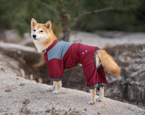 Show full view: Dog Helios Tail Runner Lightweight 4-Way Stretch Performance Dog Tracksuit, Red & Grey, Large slide 3 of 8