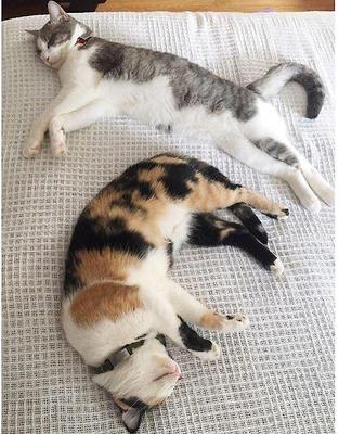 Show full view: DOG iD Personalized Cat ID Tag, Slate, Small slide 4 of 5