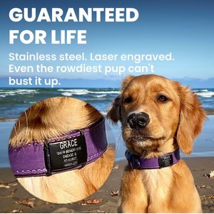 DOG iD Personalized Dog ID Tag, Slate, Medium/Large