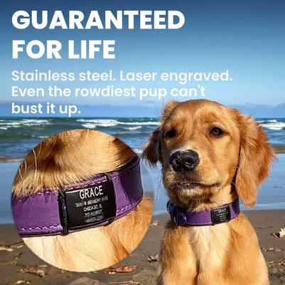 Show full view: DOG iD Personalized Dog ID Tag, Slate, X-Large slide 4 of 10