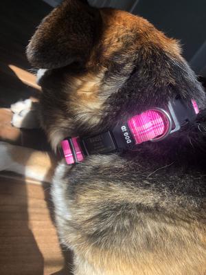 Show full view: DOG iD The Rock Solid Personalized ID Tag Dog Collar, Graphite, Black, Medium/Large slide 8 of 9