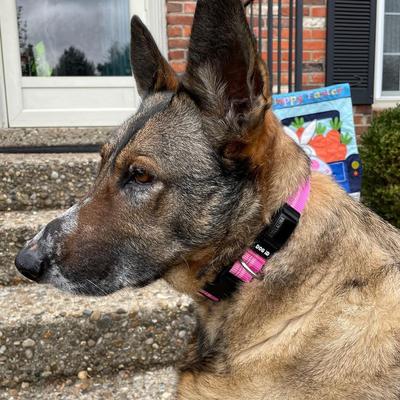 Show full view: DOG iD The Rock Solid Personalized ID Tag Dog Collar, Graphite, Green, Medium/Large slide 6 of 9