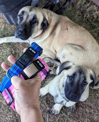 Show full view: DOG iD The Rock Solid Personalized ID Tag Dog Collar, Rose Gold, Blue, X-Large slide 4 of 8