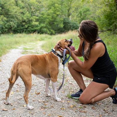 Show full view: DOG iD The Rock Solid Personalized ID Tag Dog Collar, Rose Gold, Blue, X-Large slide 6 of 8