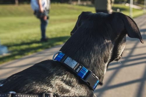 Show full view: DOG iD The Rock Solid Personalized ID Tag Dog Collar, Slate, Black, Medium/Large slide 5 of 8