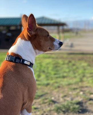 Show full view: DOG iD The Rock Solid Personalized ID Tag Dog Collar, Slate, Black, Small slide 4 of 8