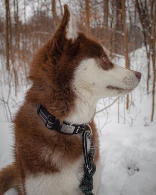 Show full view: DOG iD The Rock Solid Personalized ID Tag Dog Collar, Slate, Green, X-Large slide 6 of 9